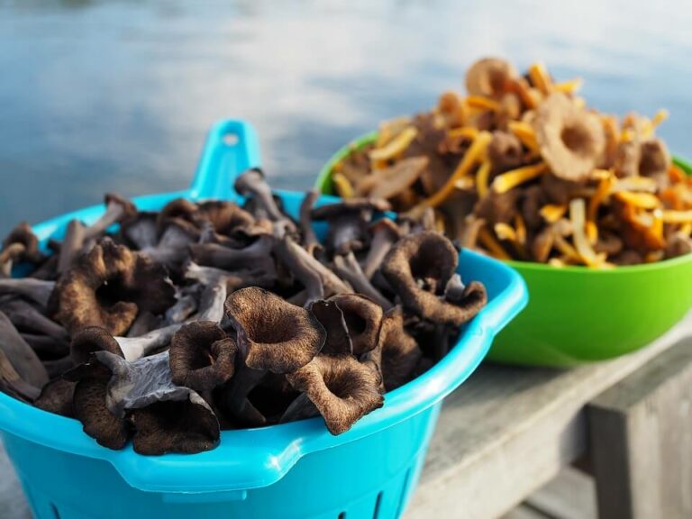 Mushroom Farming In Kenya In 2020