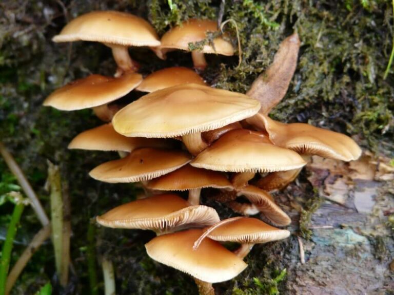 Mushroom Farming In Kenya In 2020
