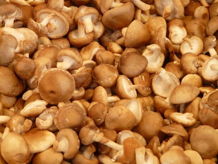 Mushroom Farming In Kenya In 2020