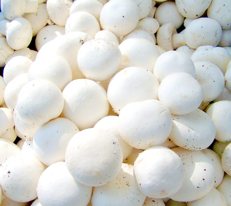 Mushroom farming in Kenya