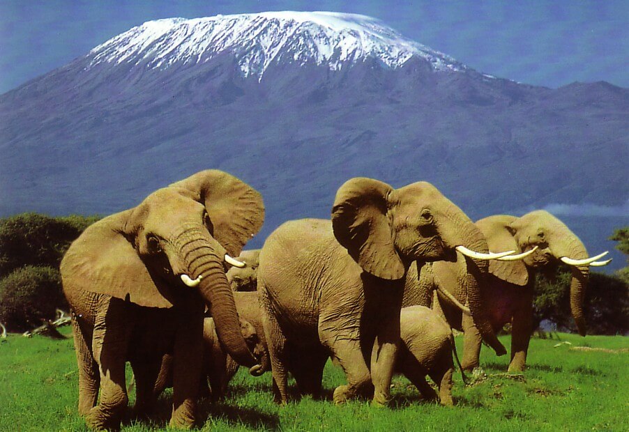 The Best Kenya Safaris From Nairobi To Interesting Destinations