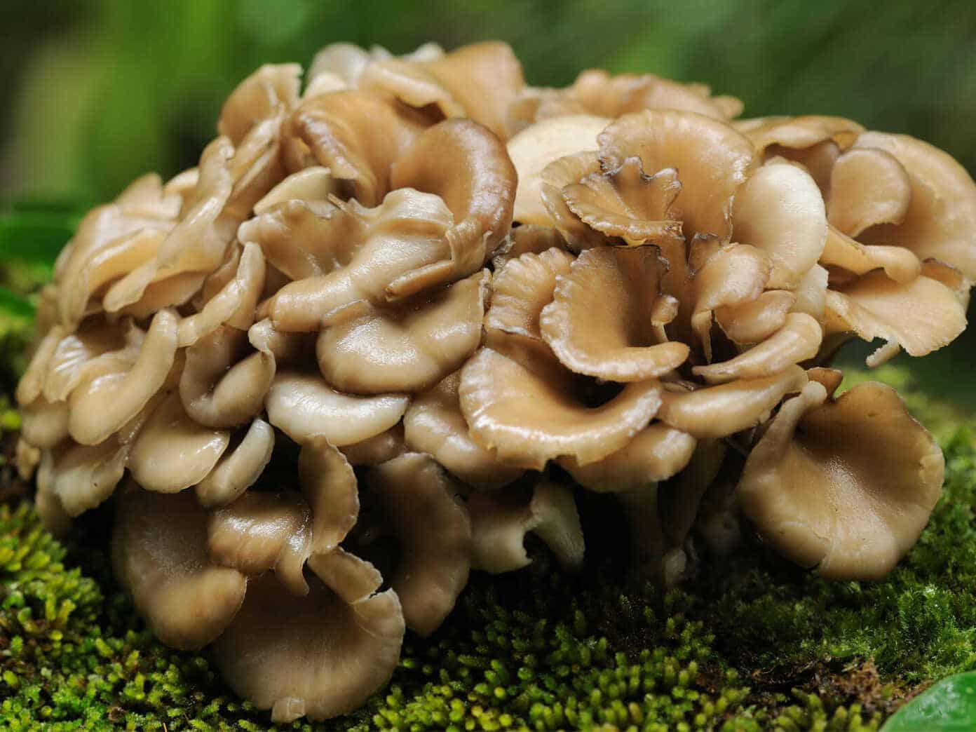 Mushroom Farming In Kenya In 2020