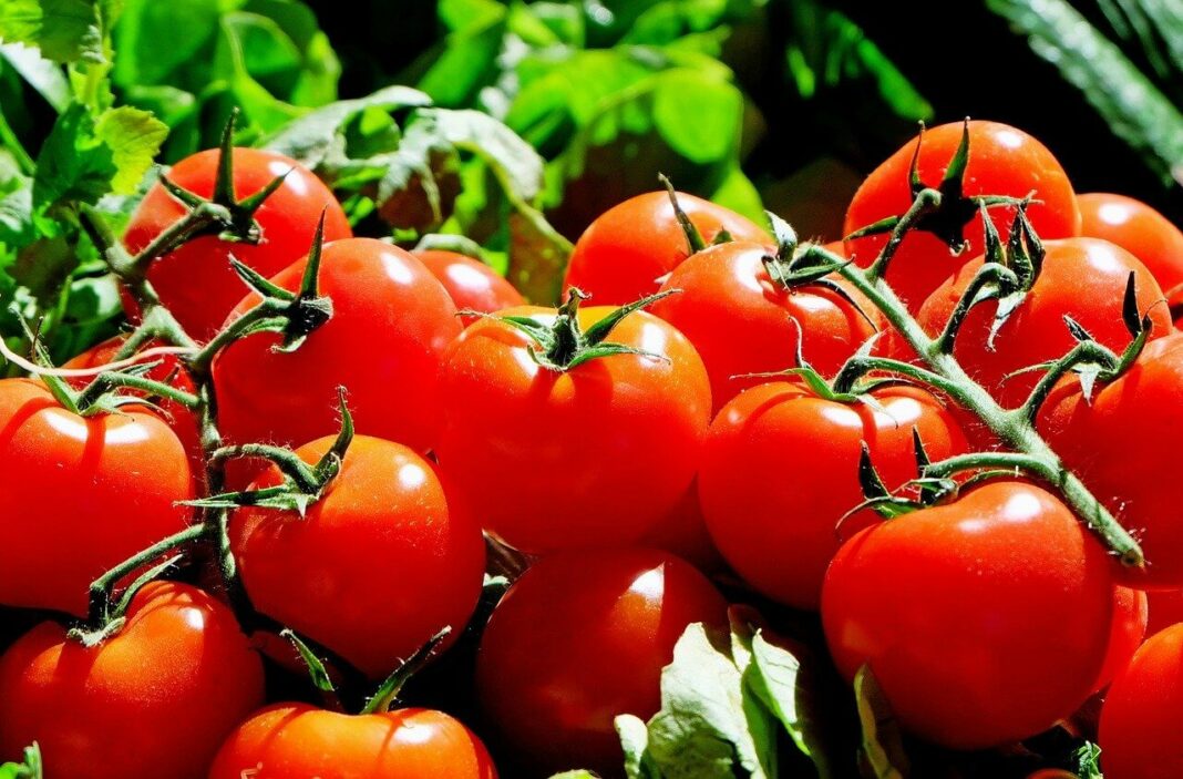 Beginner’s Guide on Tomato Farming Essential Steps