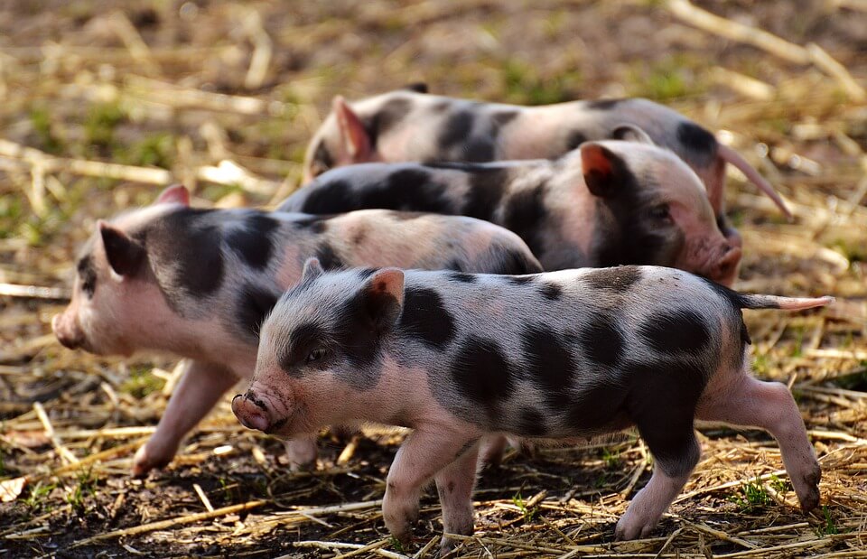 Pig Farming in Kenya