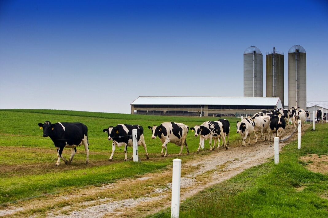 dairy farm business plan kenya
