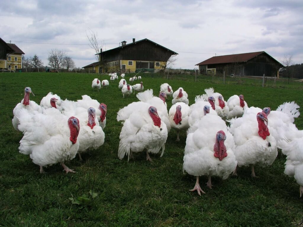 poultry-farming-in-kenya-2020