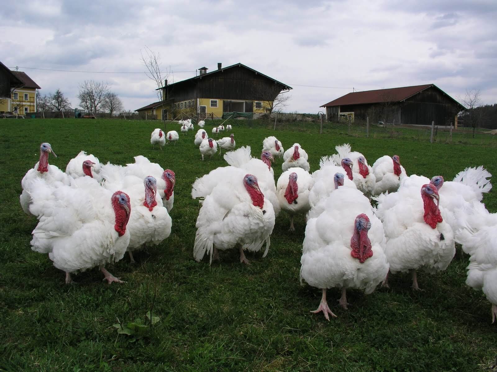 Average Mortality Rate In Poultry Farming