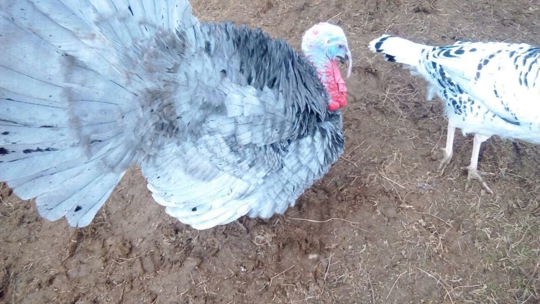 Poultry Farming in Kenya 2020