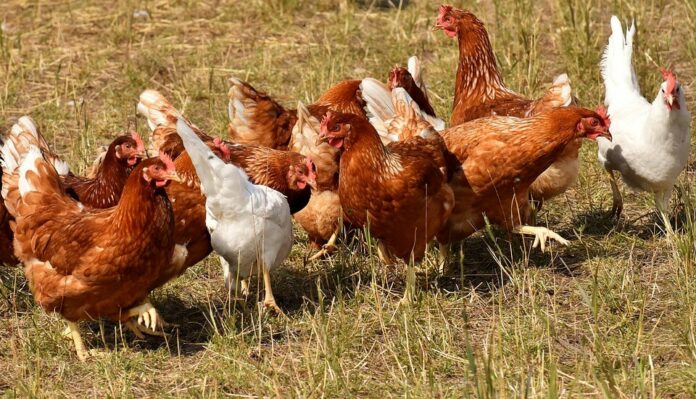 poultry-farming-in-kenya-2020