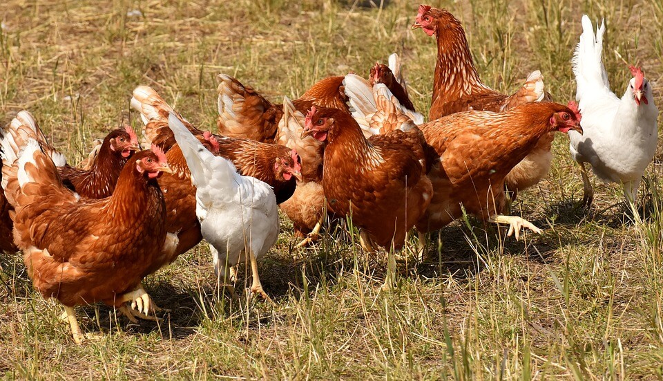 Poultry Farming in Kenya