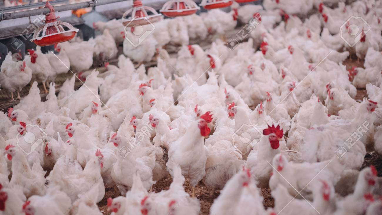 The Future of Poultry Farming in Kenya