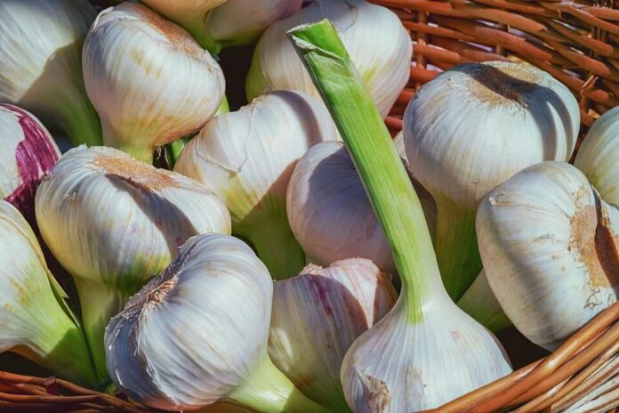 garlic farming business plan kenya pdf