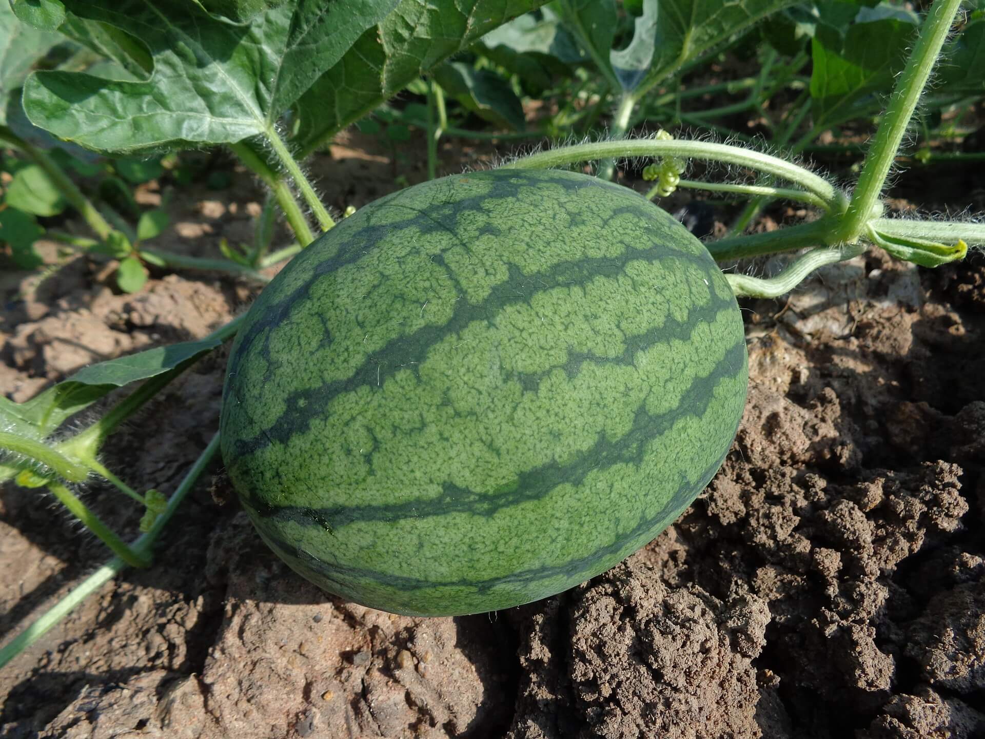 Irrigated Watermelons
